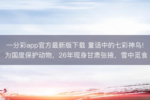 一分彩app官方最新版下载 童话中的七彩神鸟! 为国度保护动物，26年现身甘肃张掖，雪中觅食